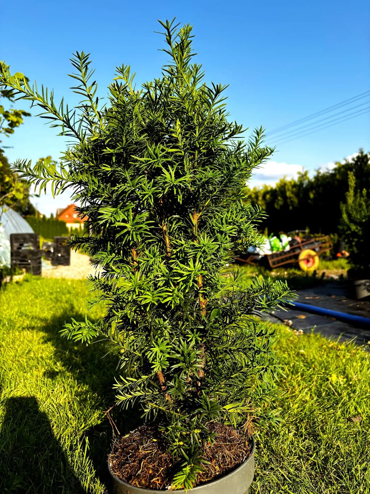 Cis Hicksii – Żywopłoty