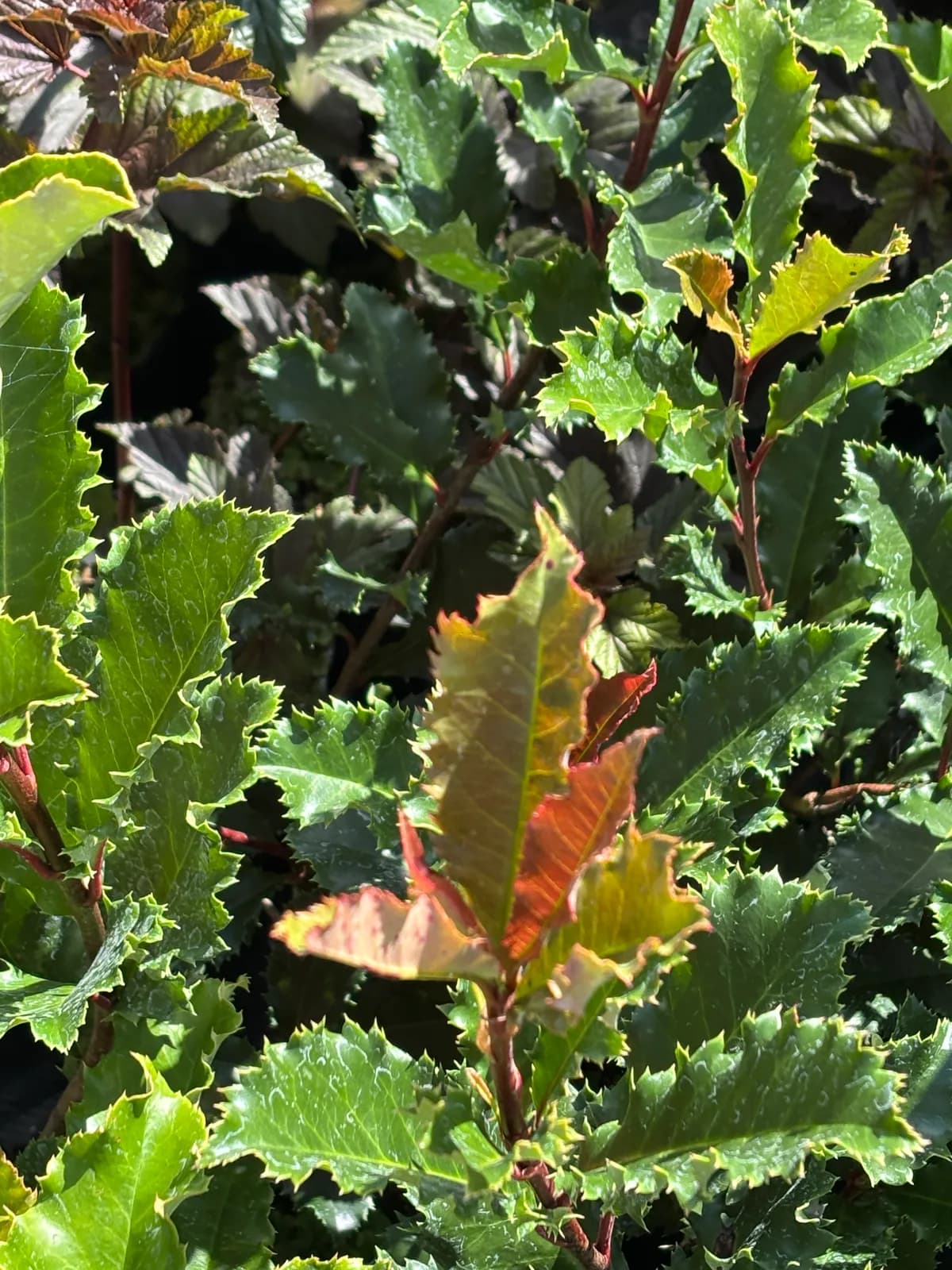 Głogownik Crunchy – Głogowniki