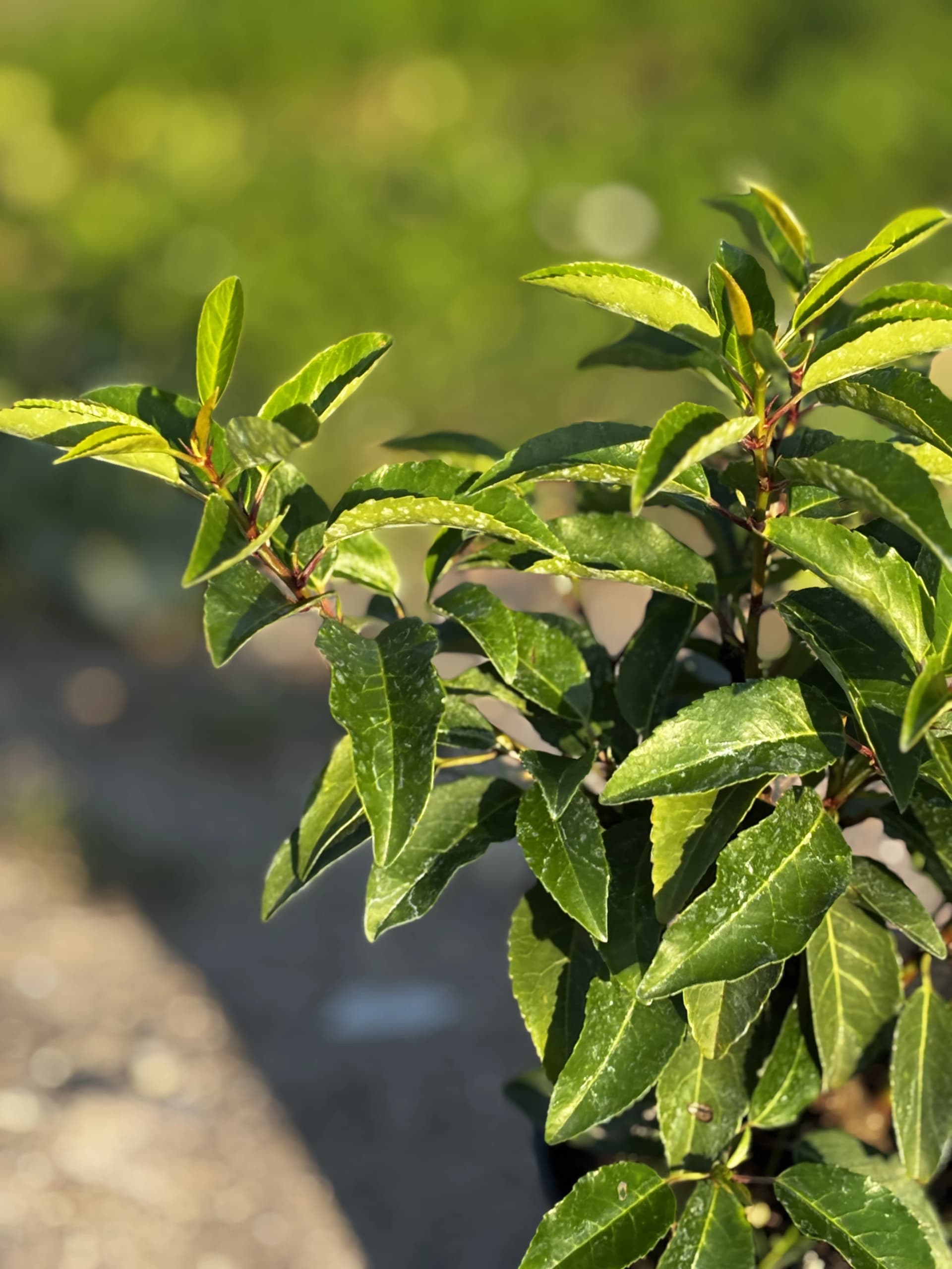 Laurowiśnia iberyjska Angustifolia – Żywopłoty