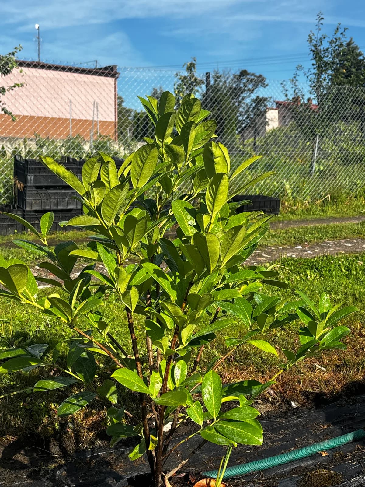Laurowiśnia wschodnia Rotundifolia – Żywopłoty