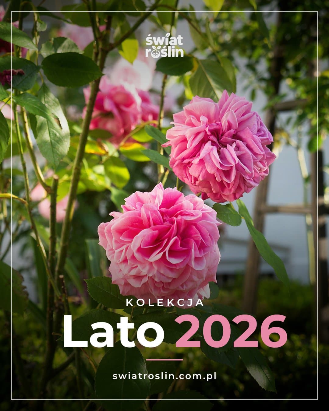 Kolekcja Lato 2026: różowe róże z produkcji Świat Roślin