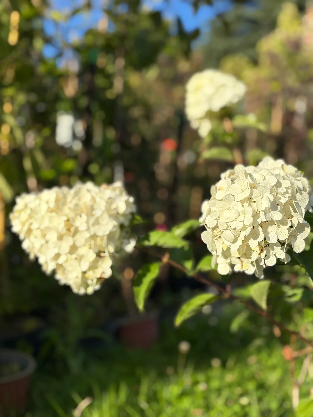 Hortensja bukietowa Diamantino – Hortensje