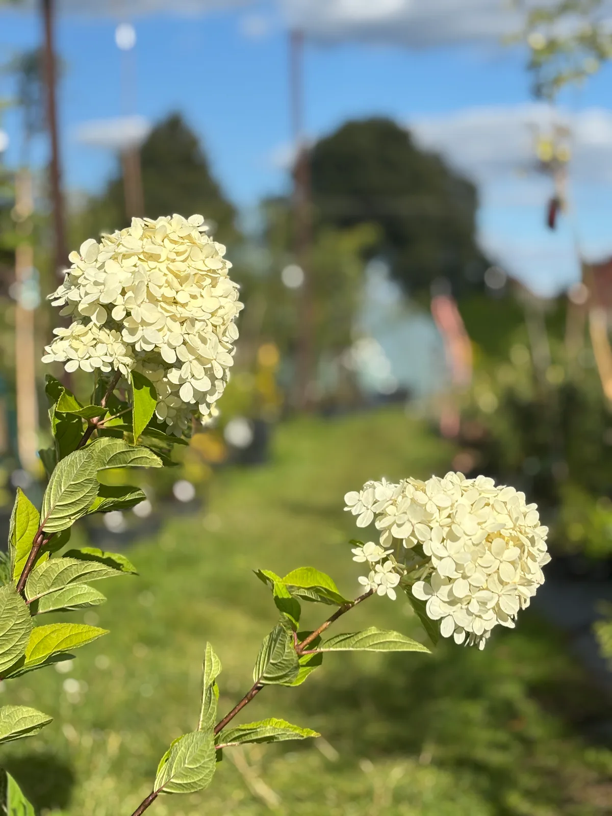 Hortensja bukietowa Limelight – Hortensje