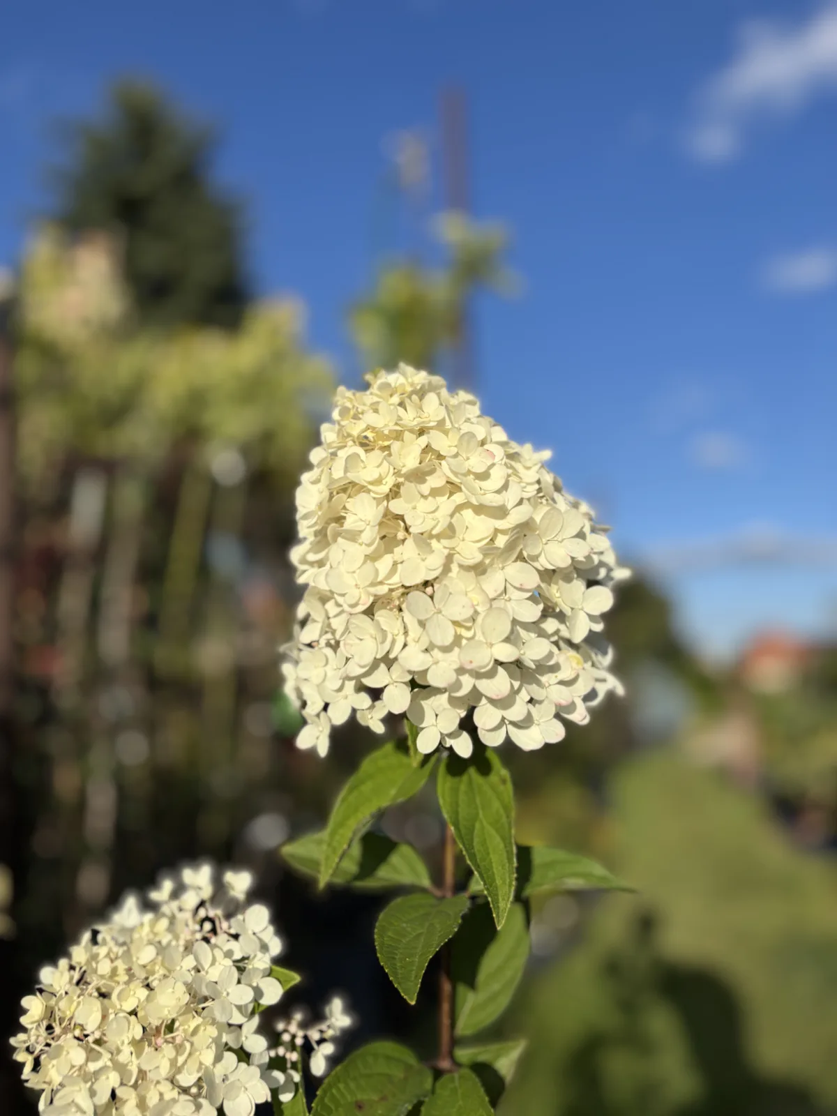 Hortensja bukietowa Magical Candle – Hortensje