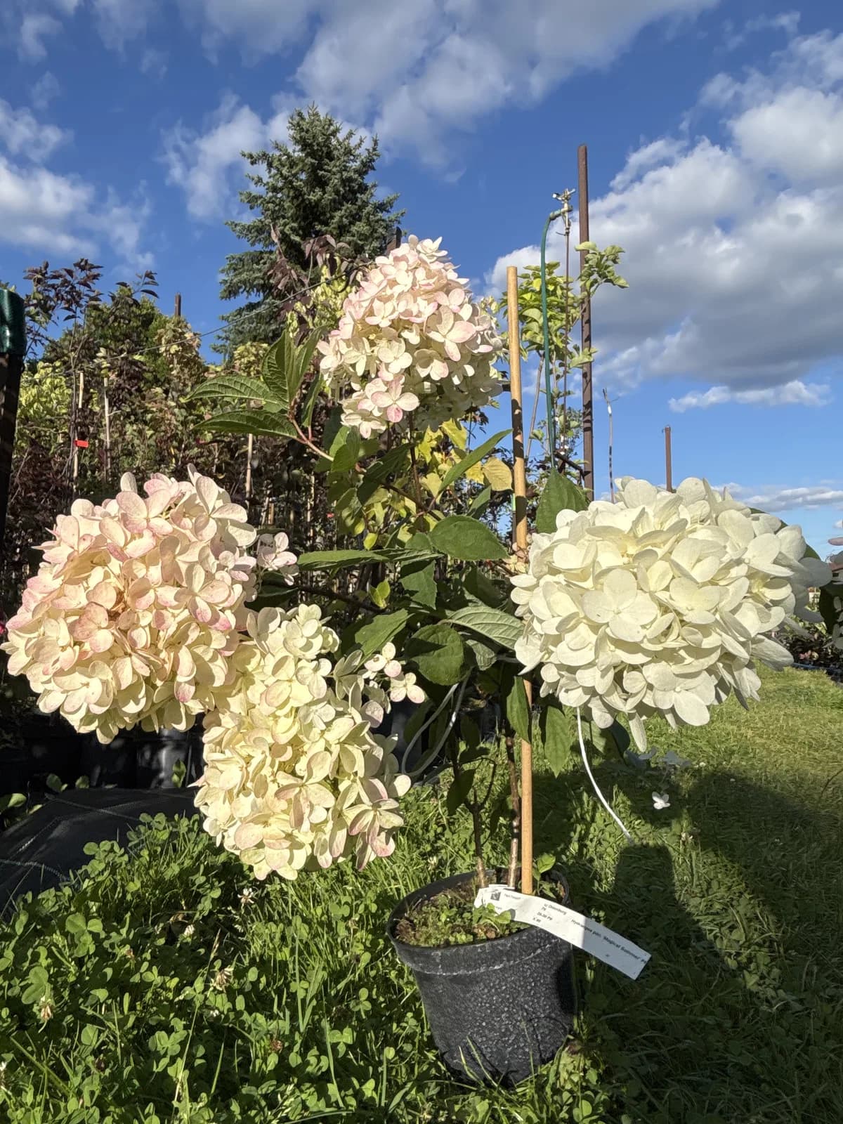 Hortensja bukietowa Magical Summer – Hortensje